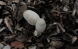 Leucocoprinus cepistipes image