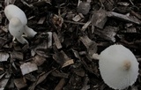 Leucocoprinus cepistipes image