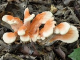 Laetiporus cincinnatus image