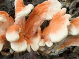 Laetiporus cincinnatus image