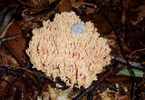 Ramaria formosa image