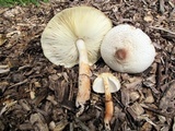 Leucoagaricus americanus image