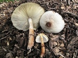 Leucoagaricus americanus image