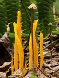 Clavulinopsis fusiformis image