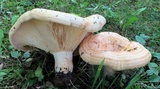 Lactarius psammicola image