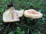 Lactarius psammicola f. glaber image