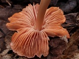 Humidicutis calyptriformis image