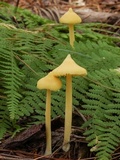 Inocephalus murrayi image