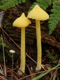 Inocephalus murrayi image