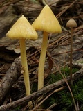 Inocephalus murrayi image
