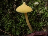 Inocephalus murrayi image