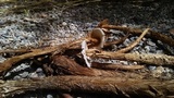 Battarrea phalloides image