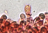 Mycena subcana image