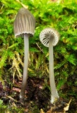 Mycena subcana image