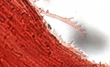Mycena subcana image