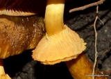 Descolea flavoannulata image