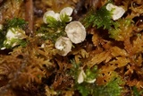 Cyphellostereum laeve image