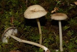 Entoloma subserrulatum image