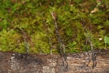 Xylaria filiformis image