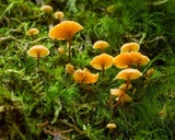 Xeromphalina kauffmanii image