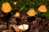 Marasmius siccus image
