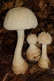 Amanita daucipes image