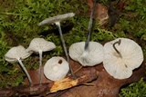 Tetrapyrgos nigripes image