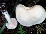 Tricholoma album image
