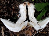 Tricholoma album image