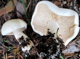 Tricholoma album image