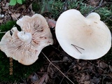 Tricholoma album image