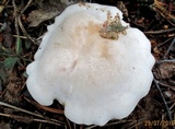 Tricholoma album image