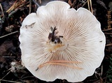 Tricholoma album image