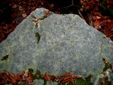 Porpidia albocaerulescens var. albocaerulescens image