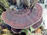 Nigroporus vinosus image