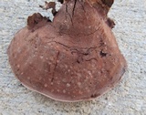 Nigroporus vinosus image