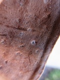 Nigroporus vinosus image