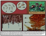 Boletus subluridellus image