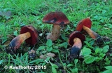 Boletus subluridellus image