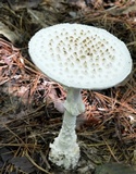 Amanita subcokeri image