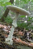 Amanita subcokeri image