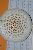 Amanita subcokeri image