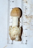 Amanita murrilliana image