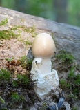 Amanita murrilliana image