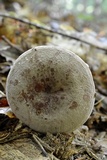 Lactifluus corrugis image