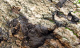Holwaya mucida image