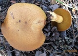 Suillus variegatus image