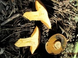 Suillus variegatus image