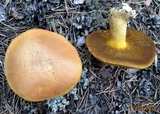 Suillus variegatus image