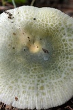 Russula parvovirescens image